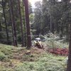 Menzi M545 so allein im Wald