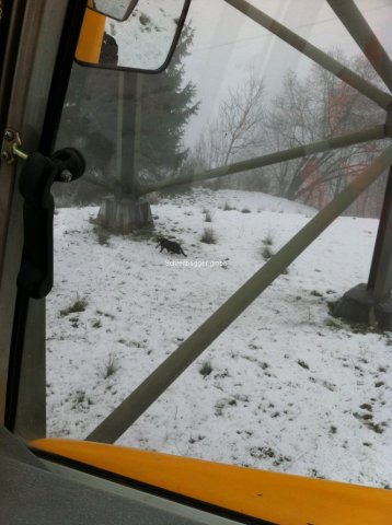 beim schreiten eine Katze in der Wildnis